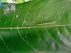 Euthalia aconthea gurda