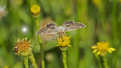 Muschampia proteides