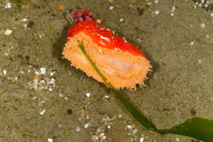 Lissothuria nutriens