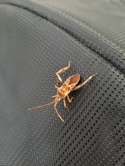 Leptoglossus occidentalis