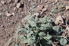 Heliotropium calcareum