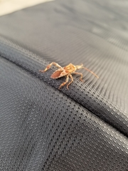 Leptoglossus occidentalis