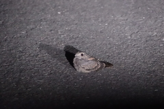 Caprimulgus affinis stictomus