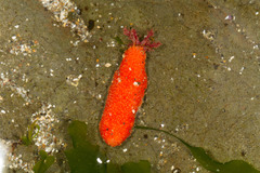 Lissothuria nutriens