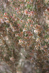 Pteropyrum scoparium