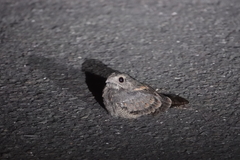 Caprimulgus affinis stictomus