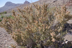 Pteropyrum scoparium