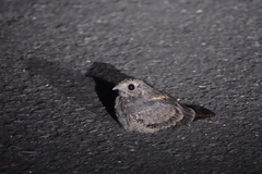 Caprimulgus affinis stictomus