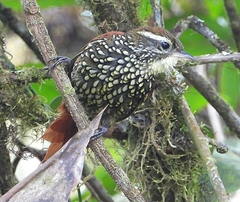 Margarornis squamiger
