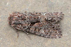 Mniotype adusta