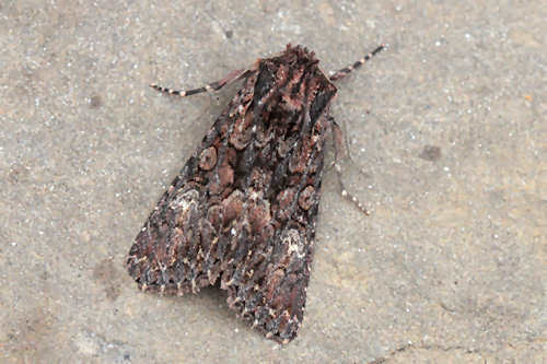 Dark Brocade