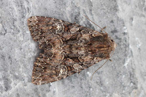 Dark Brocade