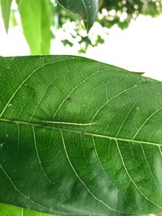 Euthalia aconthea gurda