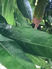 Euthalia aconthea gurda