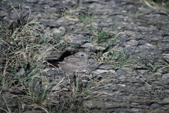 Caprimulgus affinis stictomus