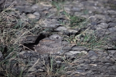 Caprimulgus affinis stictomus
