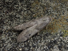 Aphomia sapozhnikovi