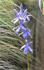 Lobelia gruina