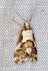 Philenora chionastis