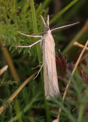 Thaumatopsis pexellus