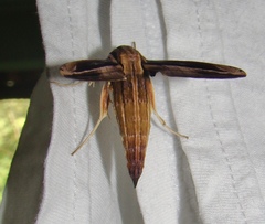 Xylophanes thyelia