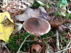 Cortinarius evernius