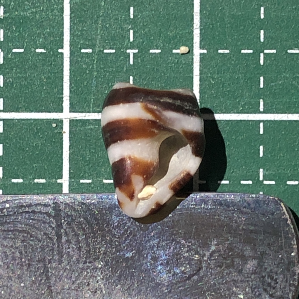 Bumble bee snail