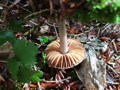 Cortinarius evernius