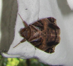 Calyptis