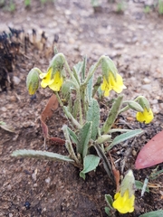 Hermannia lancifolia