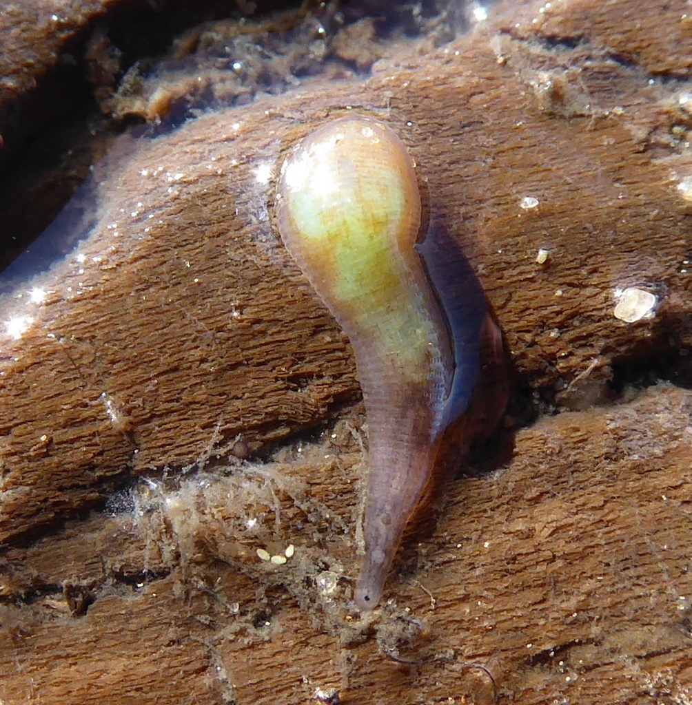 Marsupial Leech