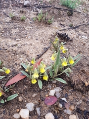 Hermannia lancifolia