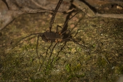 Octobunus singularis