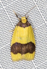 Heterallactis euchrysa