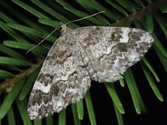 Alcis medialbifera
