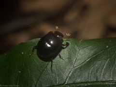 Diorygopyx incomptus