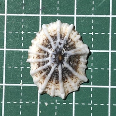 Siphonaria laciniosa