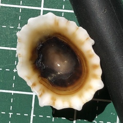 Siphonaria laciniosa