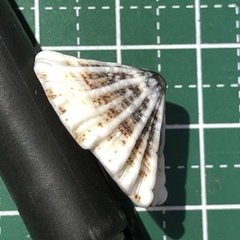 Siphonaria laciniosa