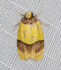 Heterallactis euchrysa