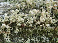 Cladonia botrytes