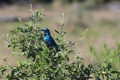 Lamprotornis chalybaeus