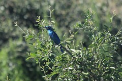Lamprotornis chalybaeus