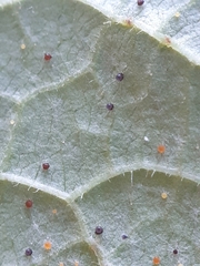 Phyllactinia guttata
