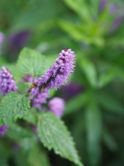 Elsholtzia nipponica