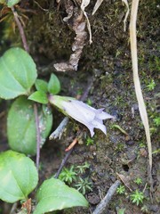 Tripterospermum trinervium