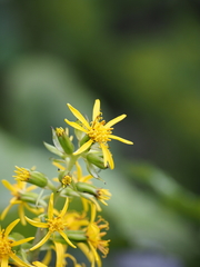 Ligularia fischeri