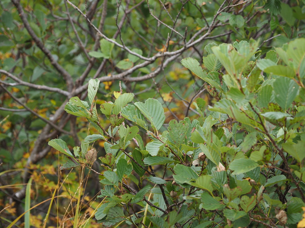 Alnus matsumurae