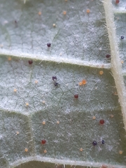 Phyllactinia guttata