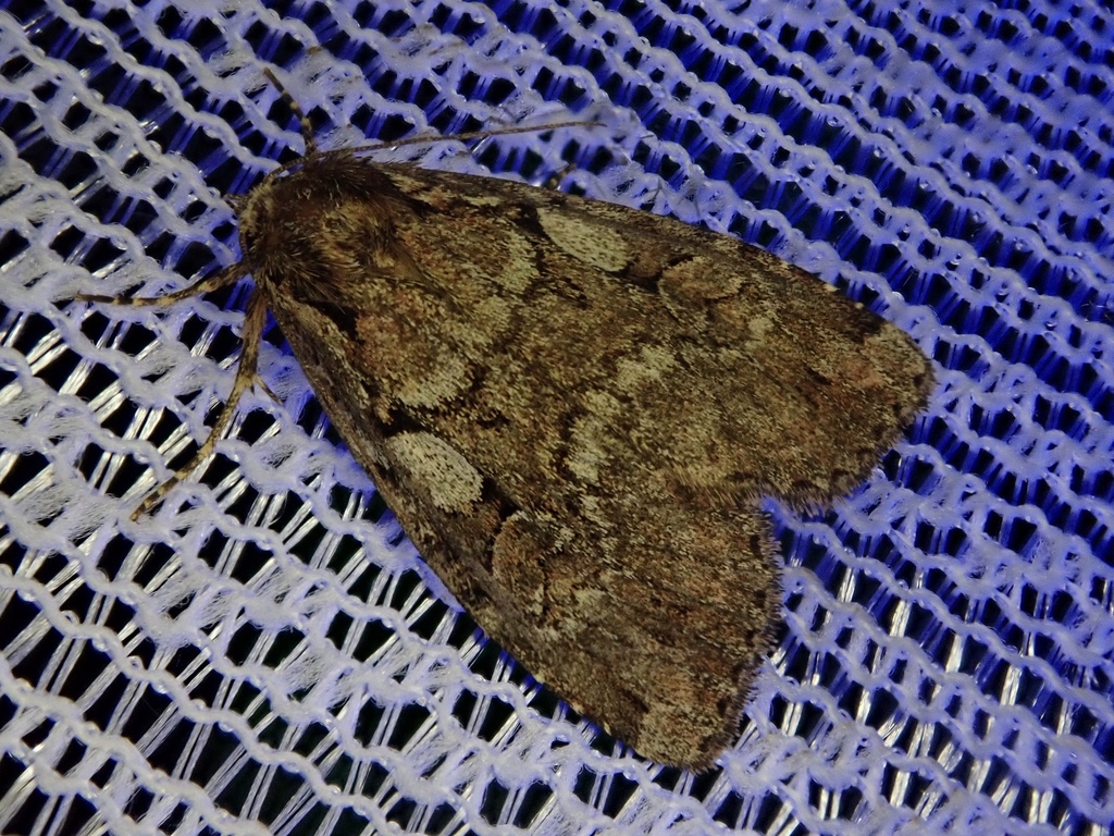 Xestia rhaetica